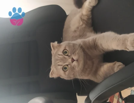 Scottish Fold Kedime Eş Arıyorum 4 Yaşında