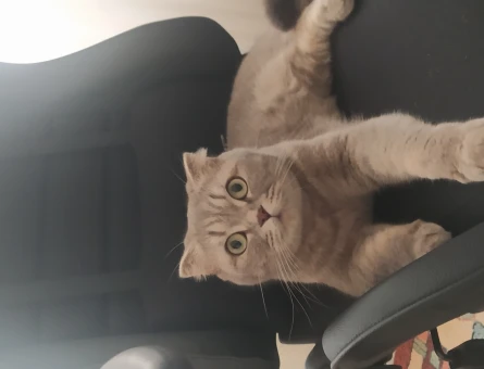 Scottish Fold Kedime Eş Arıyorum 4 Yaşında - 118965474