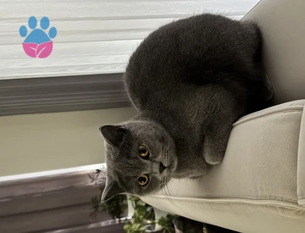British Shorthair 1,5 Yaşında Eş Arıyor