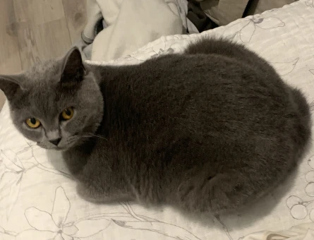 British Shorthair 1,5 Yaşında Eş Arıyor - 118965476