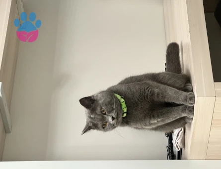 British Shorthair 1,5 Yaşında Eş Arıyor