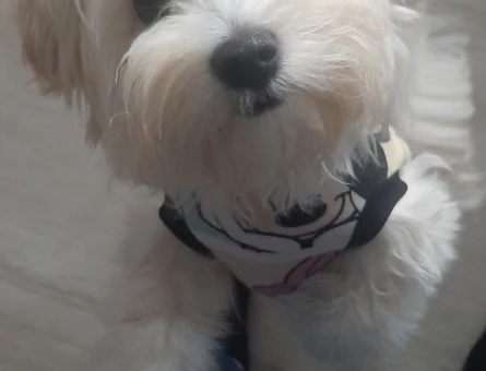 Maltis terrier 1,5 Yaşında Eş Arıyor - 118965532