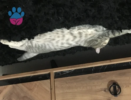 Scottish Straight 1 Yaşında Eş Arıyor