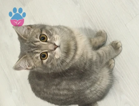 Scottish Straight 1 Yaşında Eş Arıyor