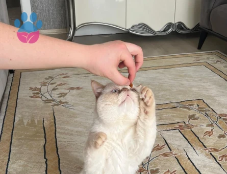 İran kedisi 1.5 yaşında