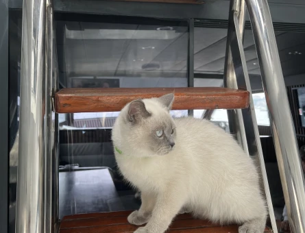 Kedi - 118976143
