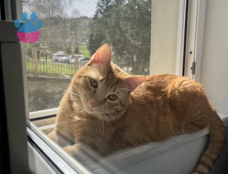 Aşıları tam Sarman kedimize eş arıyoruz