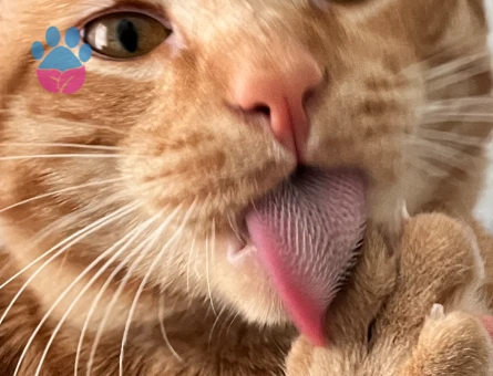 Aşıları tam Sarman kedimize eş arıyoruz