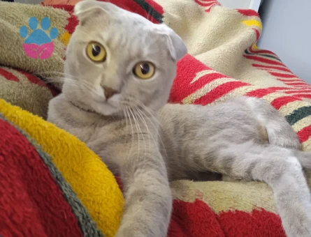 Oğlumuza kendisi gibi güzel gelin adayı arıyoruz