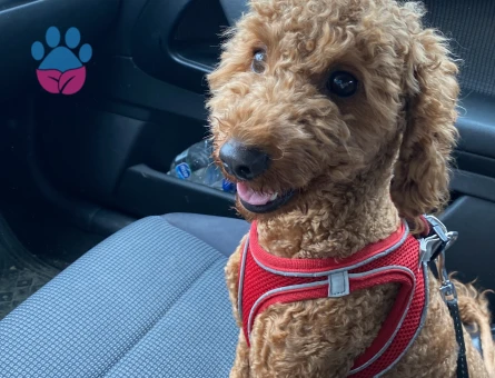 Dişi eş aramaktayım