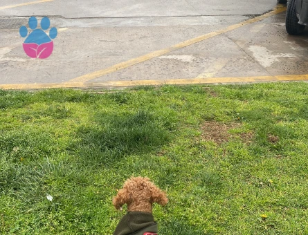 Dişi eş aramaktayım