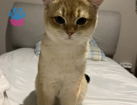 British Shorthair Golden Oğluma eş ariyorum
