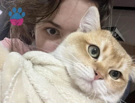 British Shorthair Golden Oğluma eş ariyorum