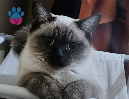 Siyam Kedisi Dİşi Kızgınlıkta