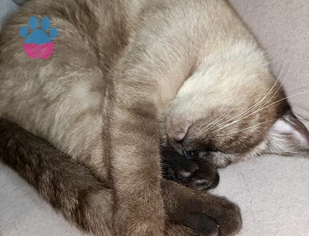 Siyam Kedisi Dİşi Kızgınlıkta