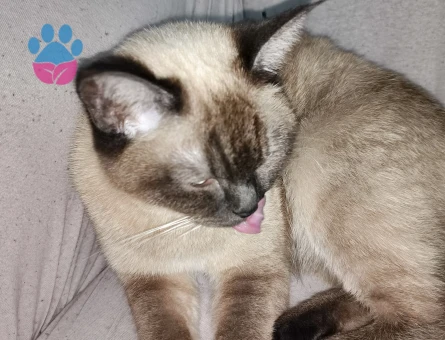 Siyam Kedisi Dİşi Kızgınlıkta