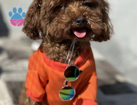 Toy Poodle Safkan Köpeğime Eş Arıyorum 1 Yaşında