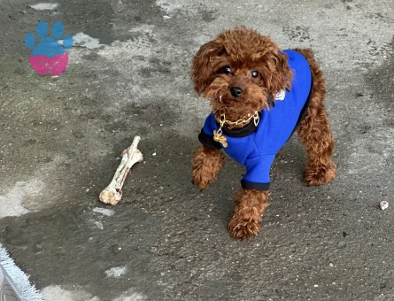 Toy Poodle Safkan Köpeğime Eş Arıyorum 1 Yaşında