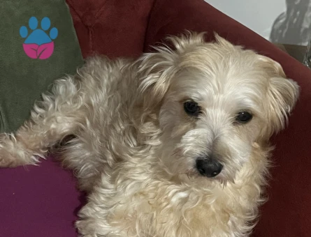 Maltipoo Köpeğime Eş Arıyorum 3 Yaşında