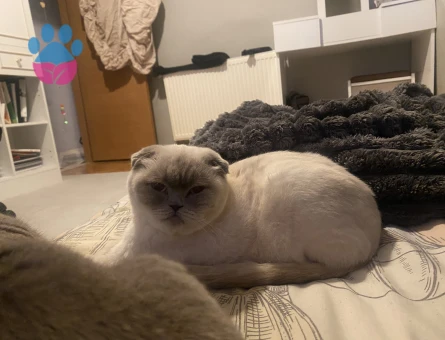 Scottish Fold 1,5 Yaşında Eş Arıyor