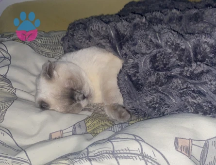 Scottish Fold 1,5 Yaşında Eş Arıyor