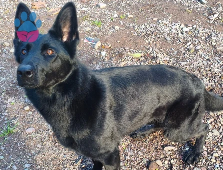 Alman Kurdu 1 Yaşında Köpeğim Eş Arıyor