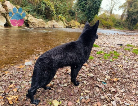 Alman Kurdu 1 Yaşında Köpeğim Eş Arıyor