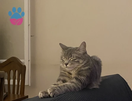 14 aylık dişi kedime eş arıyorum