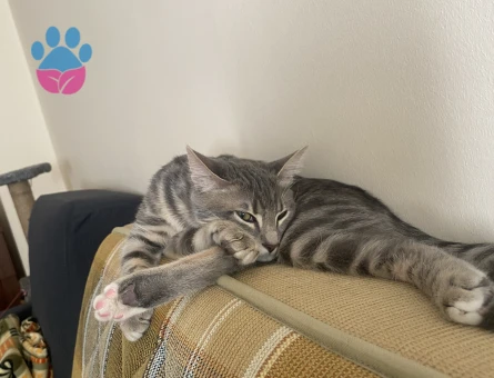 14 aylık dişi kedime eş arıyorum