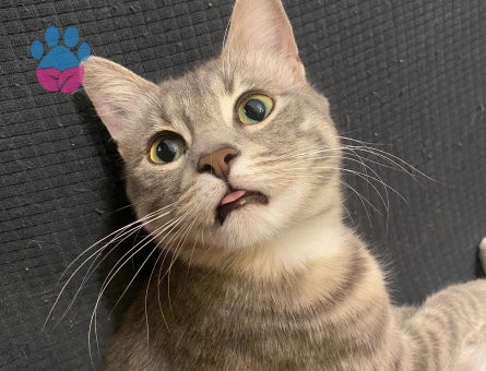 14 aylık dişi kedime eş arıyorum