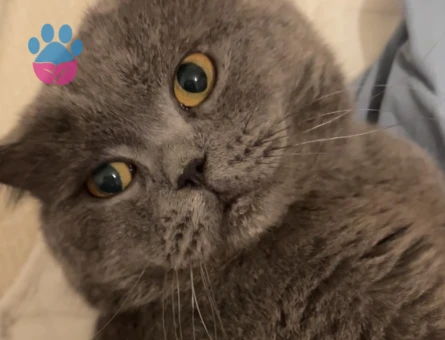 British Shorthair 2 Yaşında Kedim Eş Arıyor