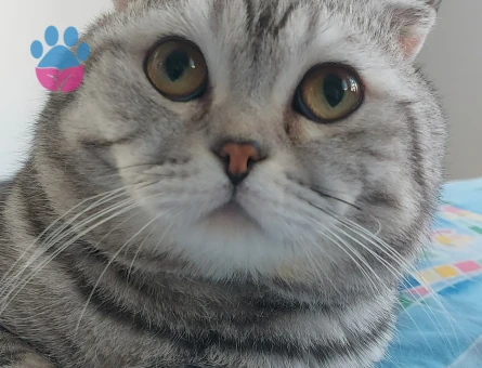 Scottish Fold 2 Yaşında Eş Arıyor