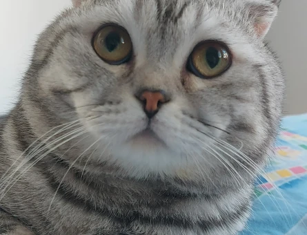 Scottish Fold 2 Yaşında Eş Arıyor - 118967794
