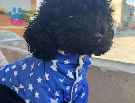 Toy poddle 2 Yaşında Eş Arıyoruz