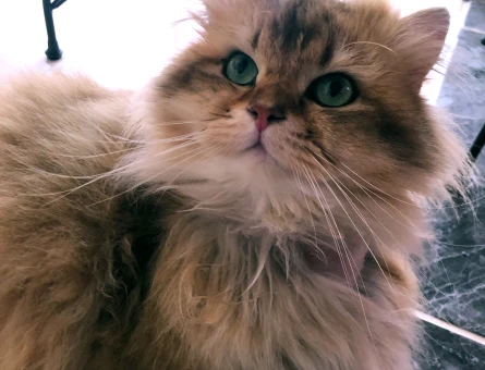 British Longhair 1 Yaşında Eş Arıyor - 118967804