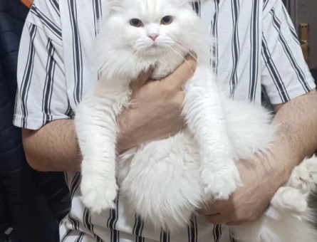 British Longhair Erkek 10 Aylık Eş Arıyor - 118967818