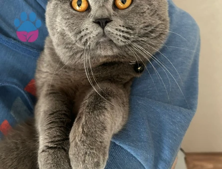 British Shorthair Yakışıklı Oscarımıza Güzel Eş Arıyoruz