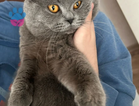 British Shorthair Yakışıklı Oscarımıza Güzel Eş Arıyoruz