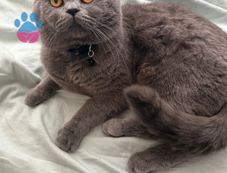 British Shorthair Yakışıklı Oscarımıza Güzel Eş Arıyoruz