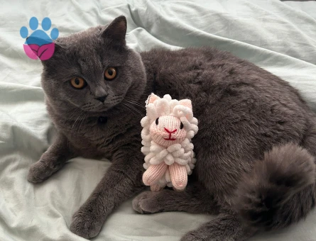 British Shorthair Yakışıklı Oscarımıza Güzel Eş Arıyoruz