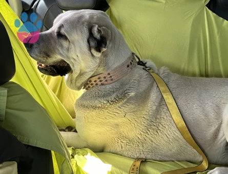 Kangal 3 Yaşında Eş Arıyor