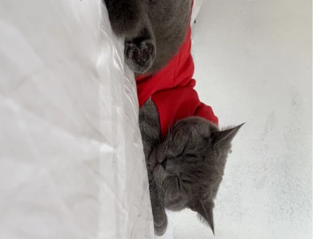 British Shorthair Martis Eş Arıyor - 118967839