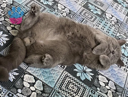 British Shorthair Martis Eş Arıyor
