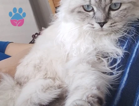 British longhair Yakışıklı Oğluma Gelin Adaylarını Bekliyoruz