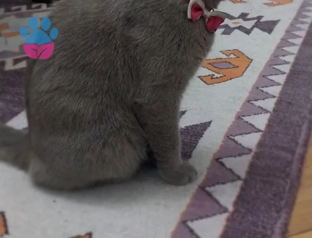 British Shorthair 1 Yaşında Eş Arıyoruz