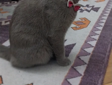 British Shorthair 1 Yaşında Eş Arıyoruz - 118967841