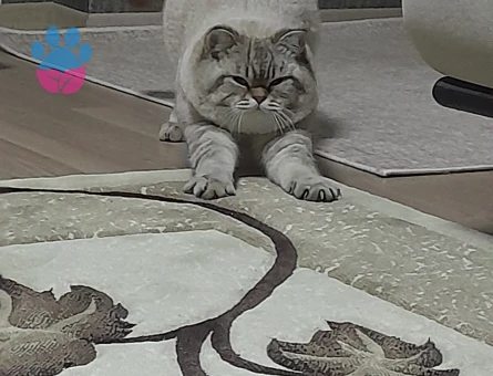 British Shorthair Oğlumuza Eş Arıyoruz