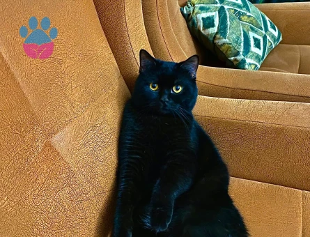 British Shorthair 1 Yaşında Eş Arıyor