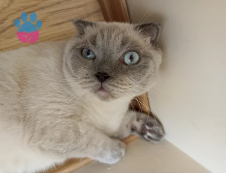 Scottish Fold Oğlumuza Prenses Arıyoruz