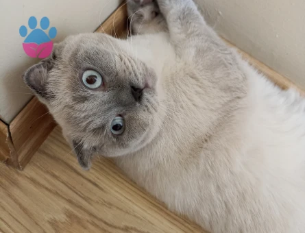 Scottish Fold Oğlumuza Prenses Arıyoruz